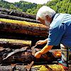 Dieter Berger untersucht das Holz unter der Rinde. Darin finden sich Käferlarven.
