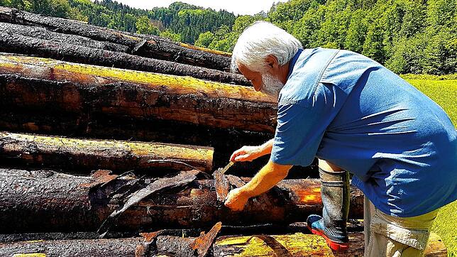 Dieter Berger untersucht das Holz unter der Rinde. Darin finden sich Käferlarven.