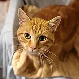 Der einjährige Kater Gaudi sucht ein neues Zuhause, am liebsten mit viel Platz, denn er ist Freigänger. Gaudi ist kastriert und gechipt, ...