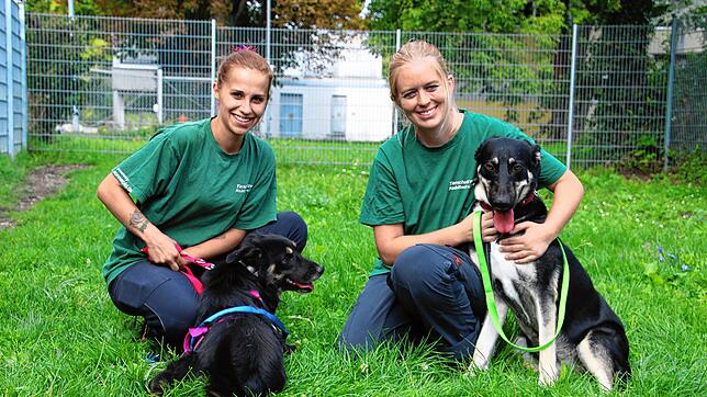 Die Angestellte Natascha Kramer mit Hündin Lana sowie die stellvertretende Tierheimleiterin Tabitha Schmid mit Hündin Mira, die operiert ...