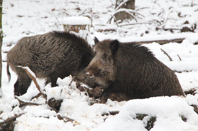 Mit Abstand betrachtet, sind Wildschweine eigentlich ganz niedlich.