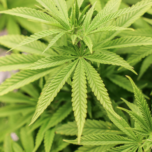 Drogen und Cannabis - Das sagen die Parteien dazu