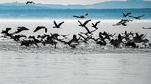 Der Anblick von Kormoran-Schwärmen ist faszinierend, die Vögel sorgen aber auch für Ärger am Bodensee. Fischer machen sie für abnehmende ...