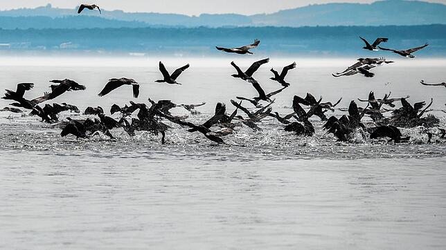 Der Anblick von Kormoran-Schwärmen ist faszinierend, die Vögel sorgen aber auch für Ärger am Bodensee. Fischer machen sie für abnehmende ...