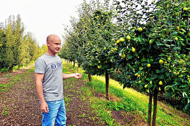 Die Ernte auf dem Meersburger Obst- und Winzerhof ist derzeit in vollem Gange. In den kommenden Wochen werden auch diese Quitten ...