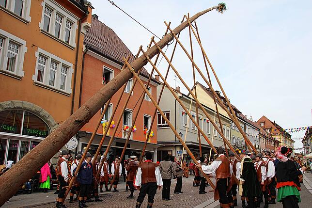 Stockachs Stammbaum aller Narren konnte dank gelockerter Corona-Verordnung dieses Jahr wieder ordnungsgemäß gestellt werden.