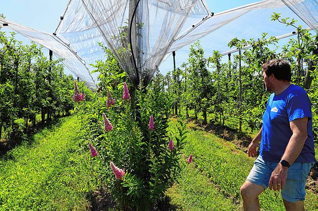 Die Netze schützen die Obstbäume vor verschiedenen Extremwetter-Ereignissen. Sturm, Hagel und Starkregen können sonst leichter die Ernte ...