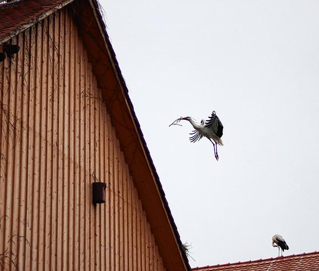 Ein Storch im Landeanflug auf sein Nest. Im Schnabel trägt er kleine Hölzer, um sein „Haus“ damit zu erweitern.