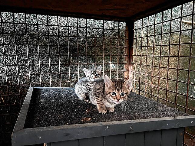 Impressionen des Katzenparadies.