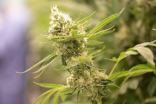 Eine blühende Cannabispflanze.