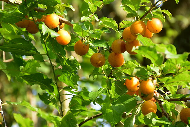 Alte Obstsorten wie die wild wachsende kleine gelbe Pflaume sind im Obstgarten zu finden.