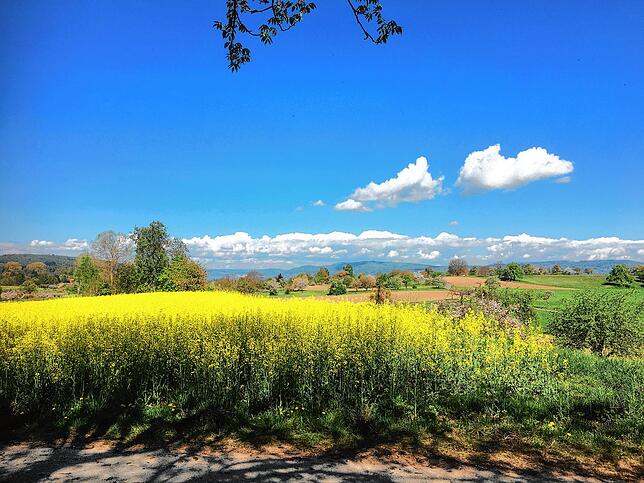 Blick von der Bank über die blühende Landschaft und die leuchtenden gelben Rapsfelder auf dem Bodanrück bei strahlend blauem Himmel.