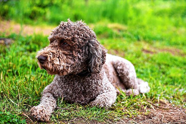 Ein Lagotto Romagnolo ist ein italienischer Wasserhund (hier ein Symbolbild), der eine enge Verbindung zum menschlichen Begleiter aufbaut.