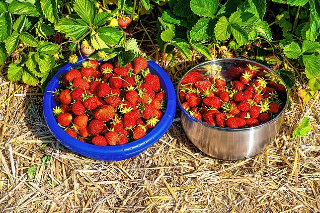 Bild 10: Sommerzeit ist Erdbeerzeit
