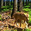 Die Aufnahme aus einer Fotofalle zeigt den Wolf &bdquo;GW852m&ldquo;, einen der beiden im Schwarzwald sesshaften Tiere, im Juni 2018 im ...