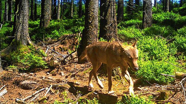 Die Aufnahme aus einer Fotofalle zeigt den Wolf &bdquo;GW852m&ldquo;, einen der beiden im Schwarzwald sesshaften Tiere, im Juni 2018 im ...