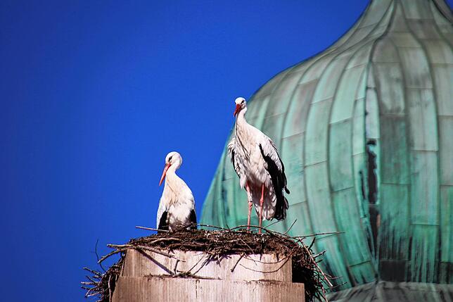 Bild 12: Traute Zweisamkeit: Die Störche Hans und Nelli II sind wieder in ihr Nest in der Oberstadt zurückgekehrt