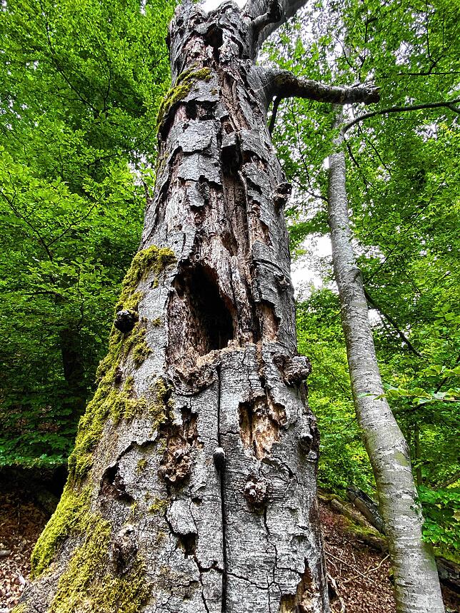 „Toll, wie sich dieser wilde, sich selbst überlassene Wald entwickelt“, schwärmt Revierförster Daniel Sauter beim Anblick dieses ...
