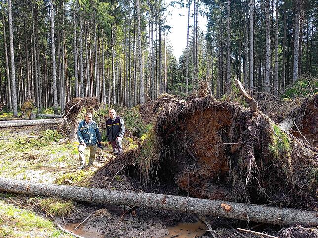 Übel zugerichtet haben die Stürme vom 7. und 8. April dieses Waldstück am Oberhausweg im Villinger Germanswald. Dutzende von Fichten, ...
