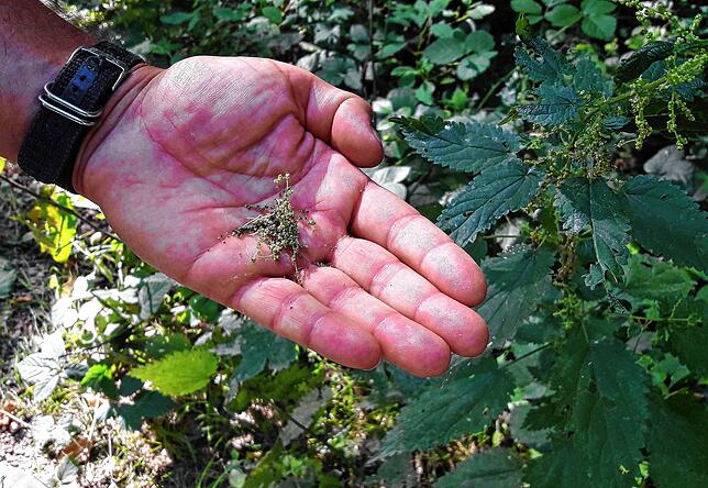 Superfood aus der Natur: Brennnesselsamen.
