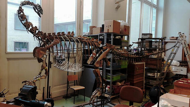 Ab Dezember ist das Saurierskelett „Ben“ im Brüsseler Institut für Naturwissenschaften zu sehen. Hier ist eine erste Montage im Labor zu ...