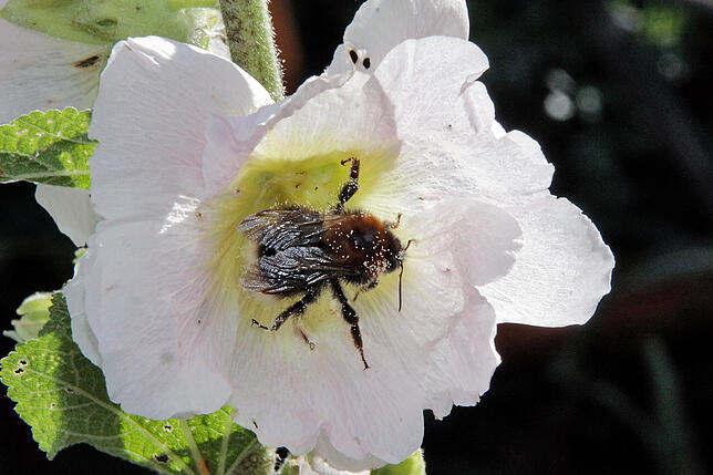 Eine Hummel auf Nektarsuche.