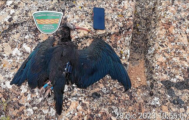 Das tote Waldrapp-Weibchen bei der Bergung durch spanische Naturschutzbeamten.