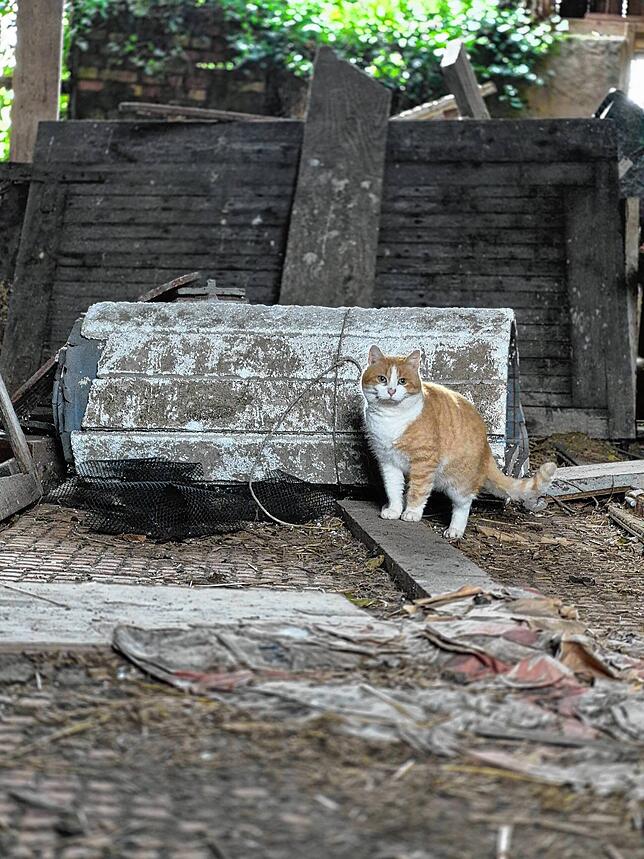 Ein einsamer Kater lebt in einer verlassenen Scheune.