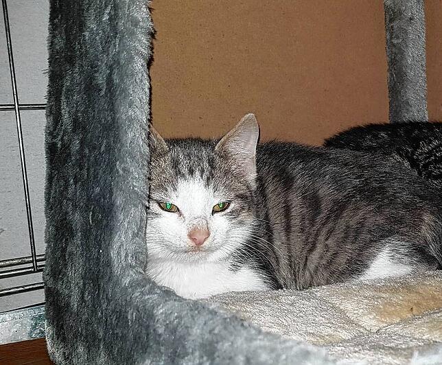 Kelvin ist eines von drei Kitten, die am Waldrand von Rietheim gefunden wurde. Er ist zwischenzeitlich in einer Pflegestelle untergekommen.