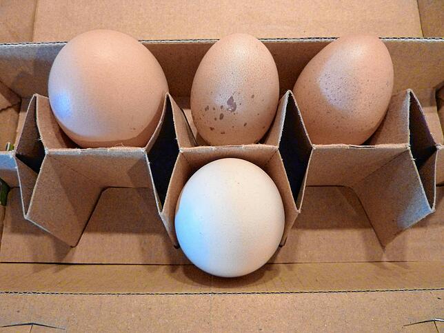 Kein Ei gleicht dem anderen: Die zwei ganz kleinen Eier oben stammen von den Zwerghühnern Schneeball und Schneeflocke.