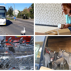 Ein Schwan im Straßenverkehr, den Paketdieben auf der Spur, im Einkaufswagen stecken geblieben oder mit sechs geschmuggelten Eseln über ...