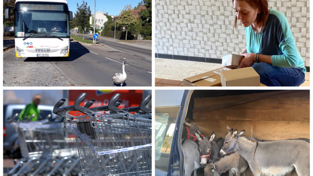 Ein Schwan im Straßenverkehr, den Paketdieben auf der Spur, im Einkaufswagen stecken geblieben oder mit sechs geschmuggelten Eseln über ...