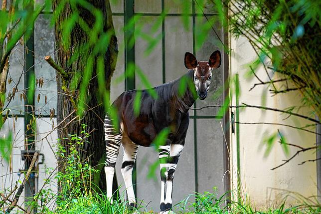 Ein Okapi im Zoo Basel.