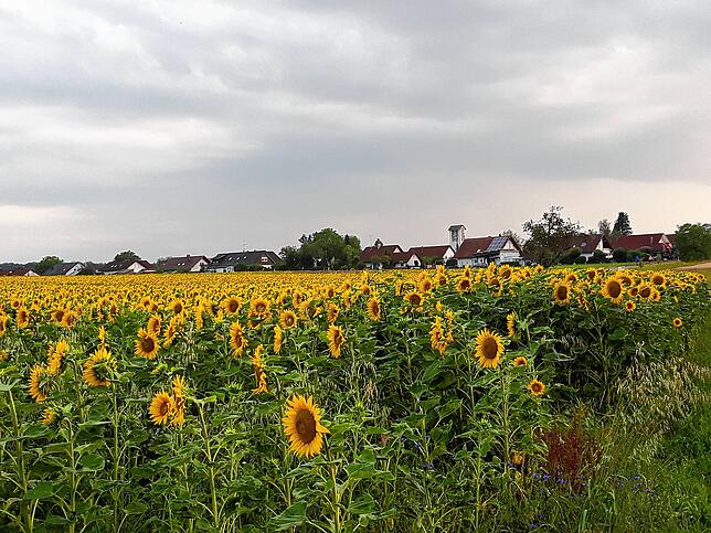 Ein Sonnenblumenfeld am Ortsrand von Rengetsweiler.