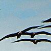Die erste Waldrapp-Generation von Hödingen kurz vor dem Abflug im August 2017. Die Wissenschaftler rechnen mit der Rückkehr erster Tiere ...