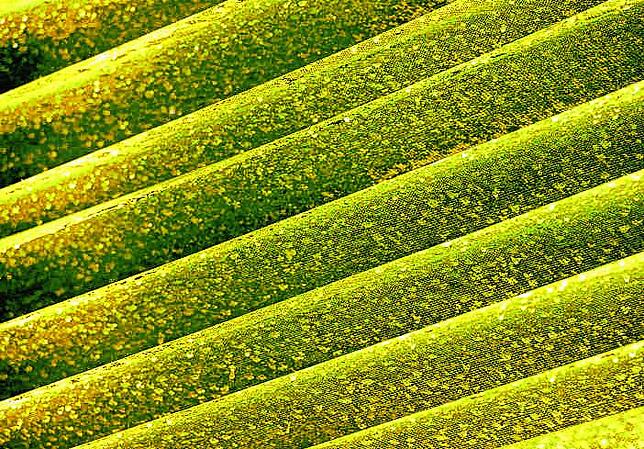 Algen tropfen durch Filtermatten in einem Foliengewächshaus des Instituts für Bio- und Geowissenschaften in Jülich am Niederrhein.
