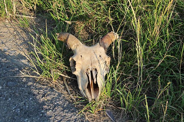 Kurz nach dem Fell lag dieser Schädel neben dem Feldweg. Ein Tag später war er wieder verschwunden.