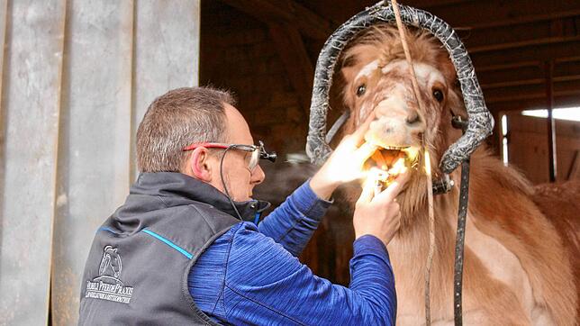 Topsis Kopf ruht in einer gepolsterten Ablage, während Michael Salzgeber die Zähne abschleift.