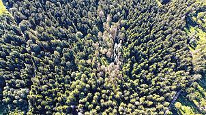 Ein sogenanntes Käferloch auf dem Hotzenwald. Die Menge des Käferholzes im Herrischrieder Forst ist im vergangenen Jahr merklich ...