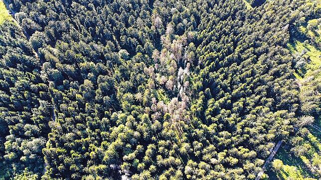 Ein sogenanntes Käferloch auf dem Hotzenwald. Die Menge des Käferholzes im Herrischrieder Forst ist im vergangenen Jahr merklich ...