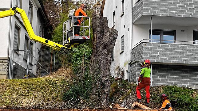 Gegen 16 Uhr ist vom Baum dann nur noch ein kleiner Stamm zu sehen. Viele Nachbarn haben der Fällaktion zugeschaut.