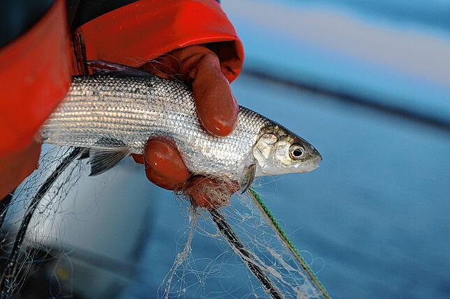 Der Fellchen ist ein beliebter Fisch am Bodensee. Doch es herrscht ein dreijähriges Fangverbot für die Spezialität.