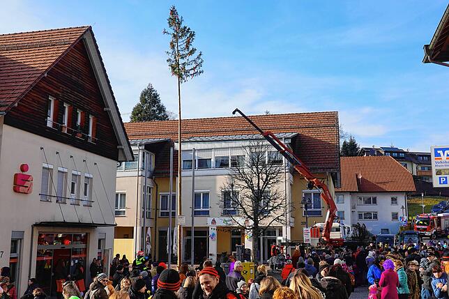 Professionell: Ruck zuck wurde die 21 Meter lange etwas krumme „Ökofichte“ von der Feuerwehr zusammen mit dem Holzbau Matt/Scheuble Team ...