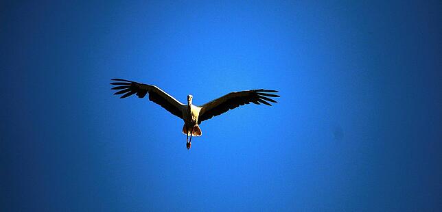 Die meisten Störche ziehen im Herbst Richtung Süden. Hier ein Storch vom Affenberg.