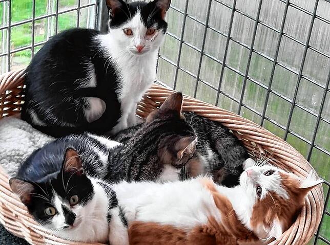 Diese vier, Flecki, Melina, Micky und Meggy, können vermittelt werden, sobald sie das Katzenhaus verlassen dürfen.