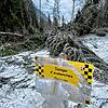 Flur- und Waldschäden nach einer außerordentlich großen Lawine im Creux de Champs (Ormont-Dessus, Kanton Waadt), die sich am 28. Januar ...