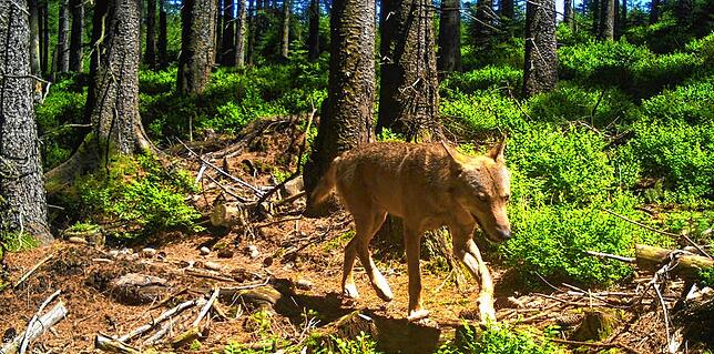 Ein Wolf wie dieser riss Ende November in Gurtweil drei Schafe. Wo sich das Tier jetzt aufhält, ist nicht bekannt.