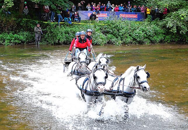 Groß war die Freude im vergangenen Jahr als die Pony-Viererzüge wieder durch die Brigach donnerten, in diesem Jahr sollten es die ...