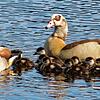 Eigentlich recht süß, aber insgesamt zu viele: Die große Population an Nilgänsen (im Bild) und Graugänsen am Kirnbergsee soll reduziert ...