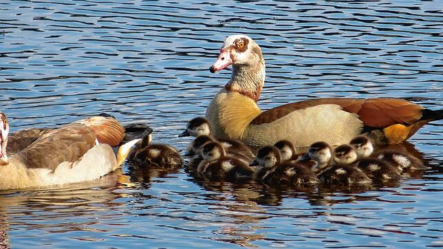 Eigentlich recht süß, aber insgesamt zu viele: Die große Population an Nilgänsen (im Bild) und Graugänsen am Kirnbergsee soll reduziert ...